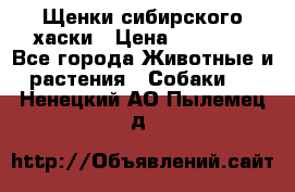 Щенки сибирского хаски › Цена ­ 12 000 - Все города Животные и растения » Собаки   . Ненецкий АО,Пылемец д.